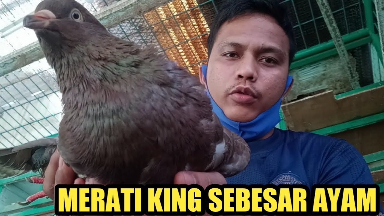 MERPATI KING TERBESAR DI KANDANG SAYA
