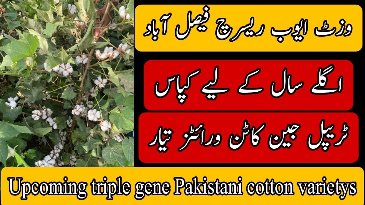 visit Ayube research centre FSD (part1) upcoming triple gene cotton varieties #cotton
