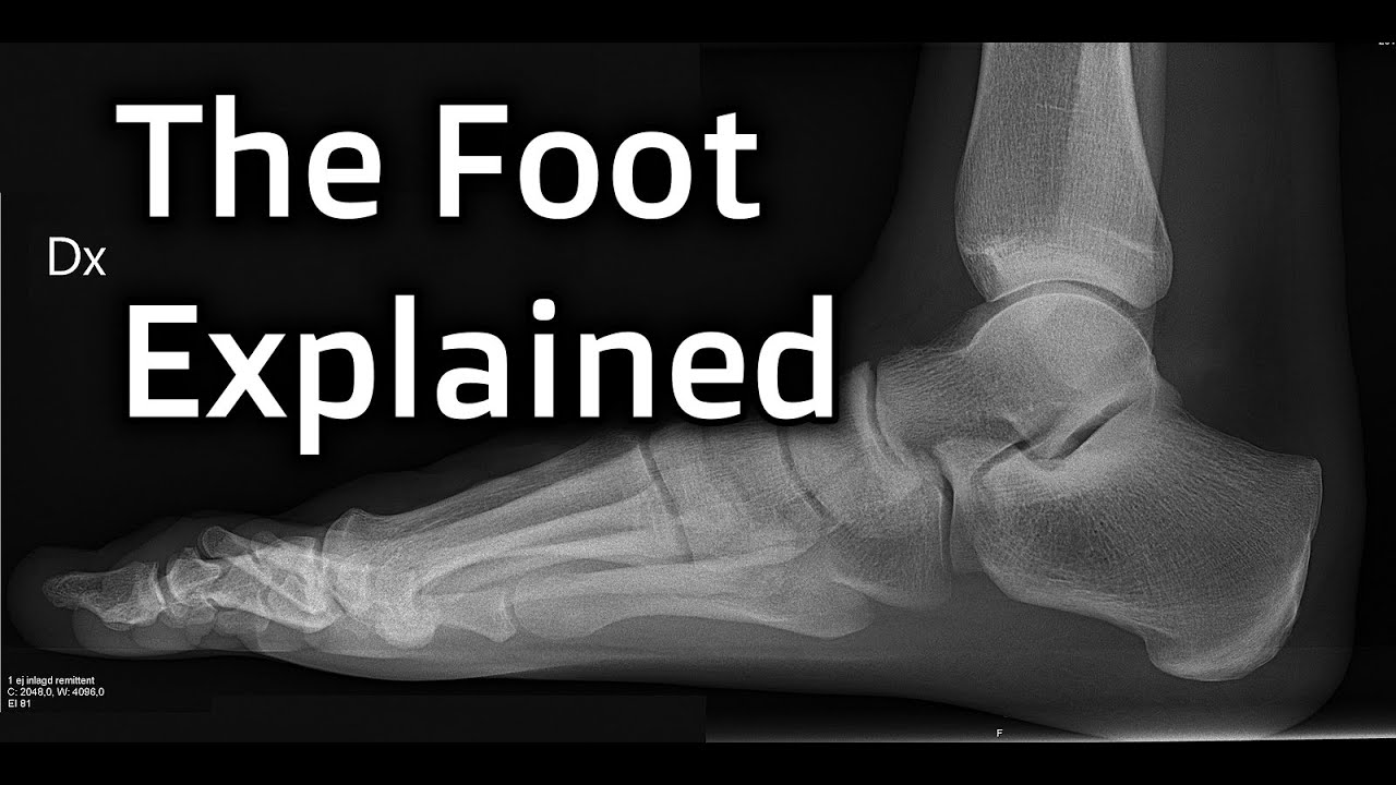 The Foot Explained