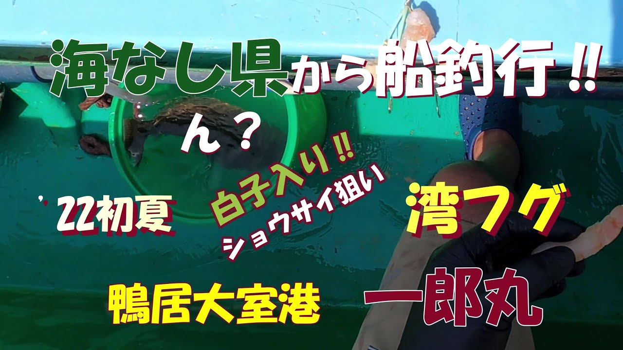 海なし県から船釣行‼ 22初夏　湾フグ  一郎丸