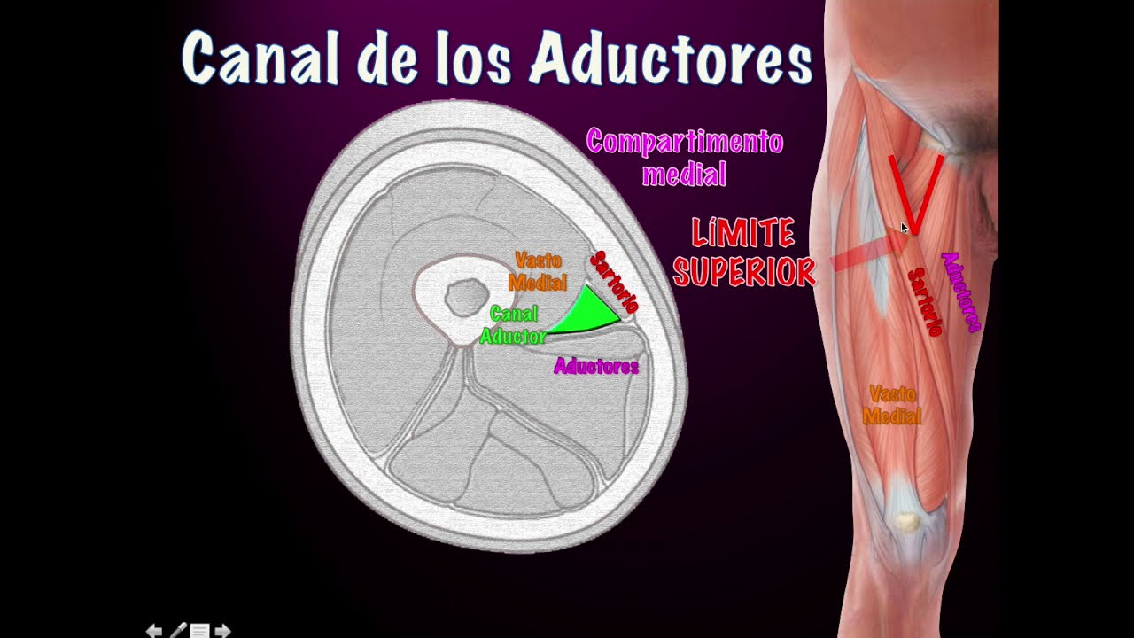 ECOGRAFÍA CANAL ADUCTORES. ESRA 2020