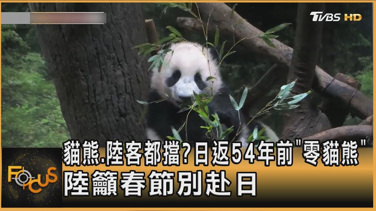 貓熊.陸客都擋? 日返54年前「零貓熊」 陸籲春節別赴日｜方念華｜FOCUS全球新聞20260127 @tvbsfocus