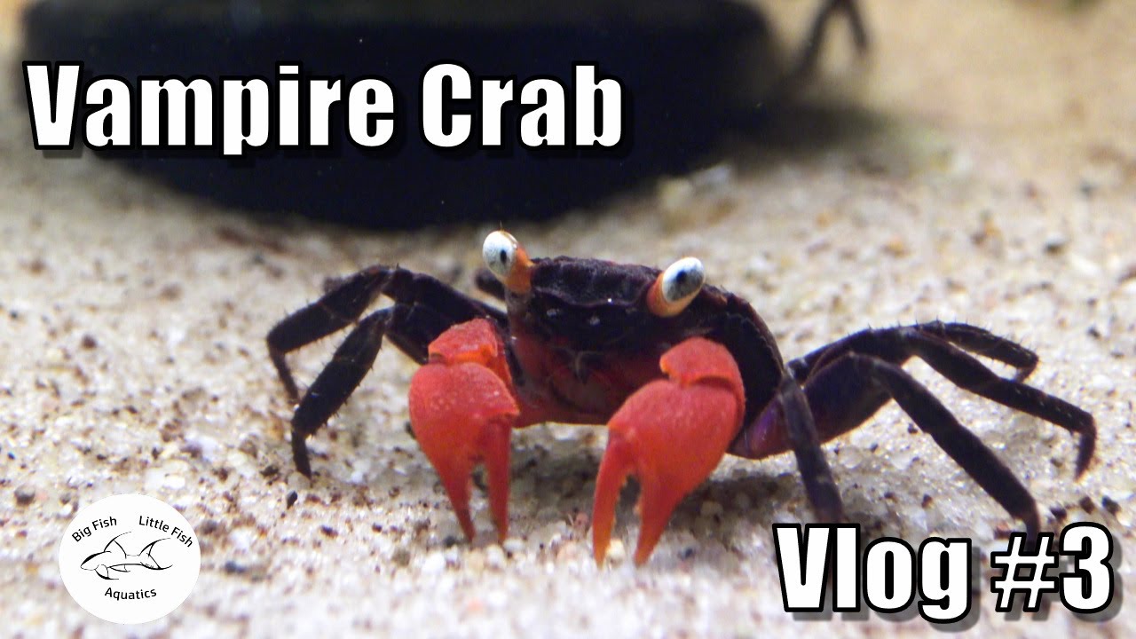 Vampire Crab Island Update | Fish Room Vlog #3