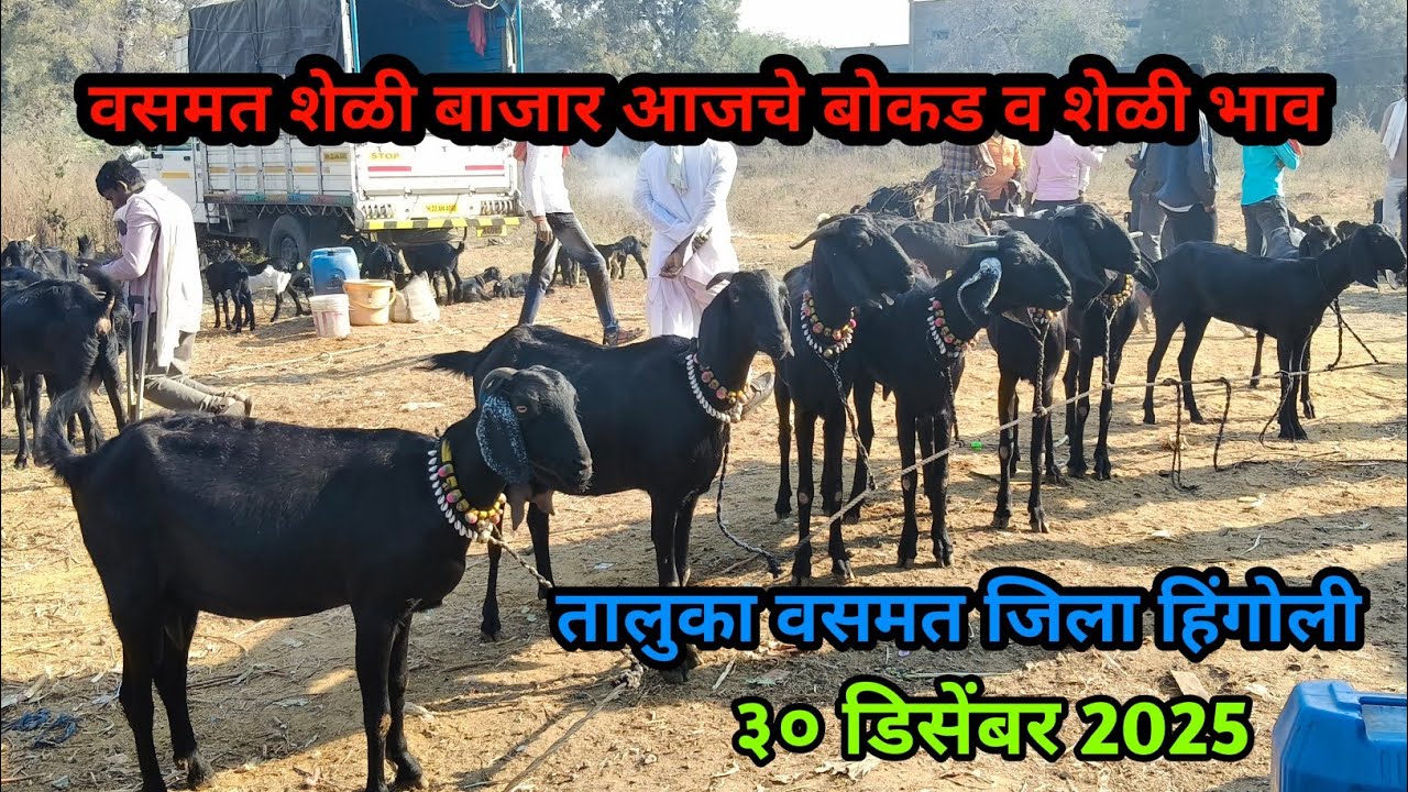 वसमत शेळी बाजारात आलाय खास माल! 🔥🐐 | Vasmat Sheli Market | Akash Suryawanshi Vlog