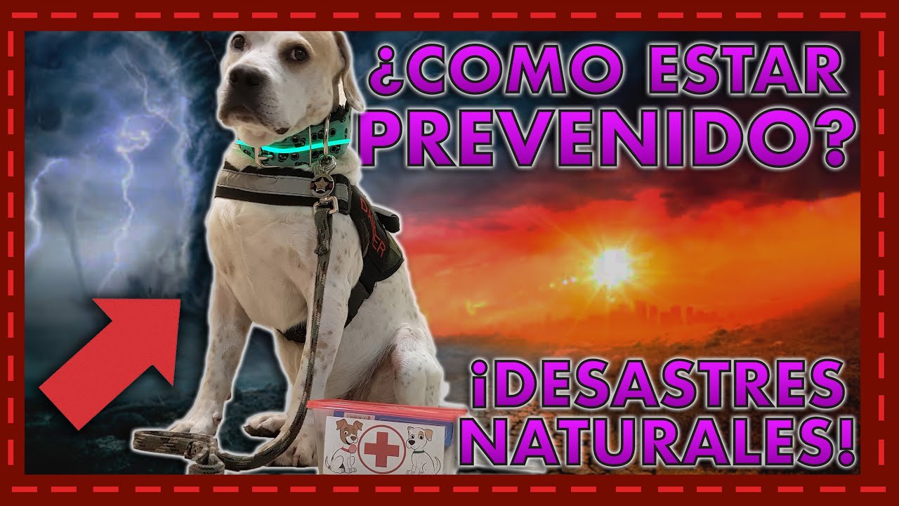 Tip: Como estar preparado con tu perro ante un terremoto o desastre natural