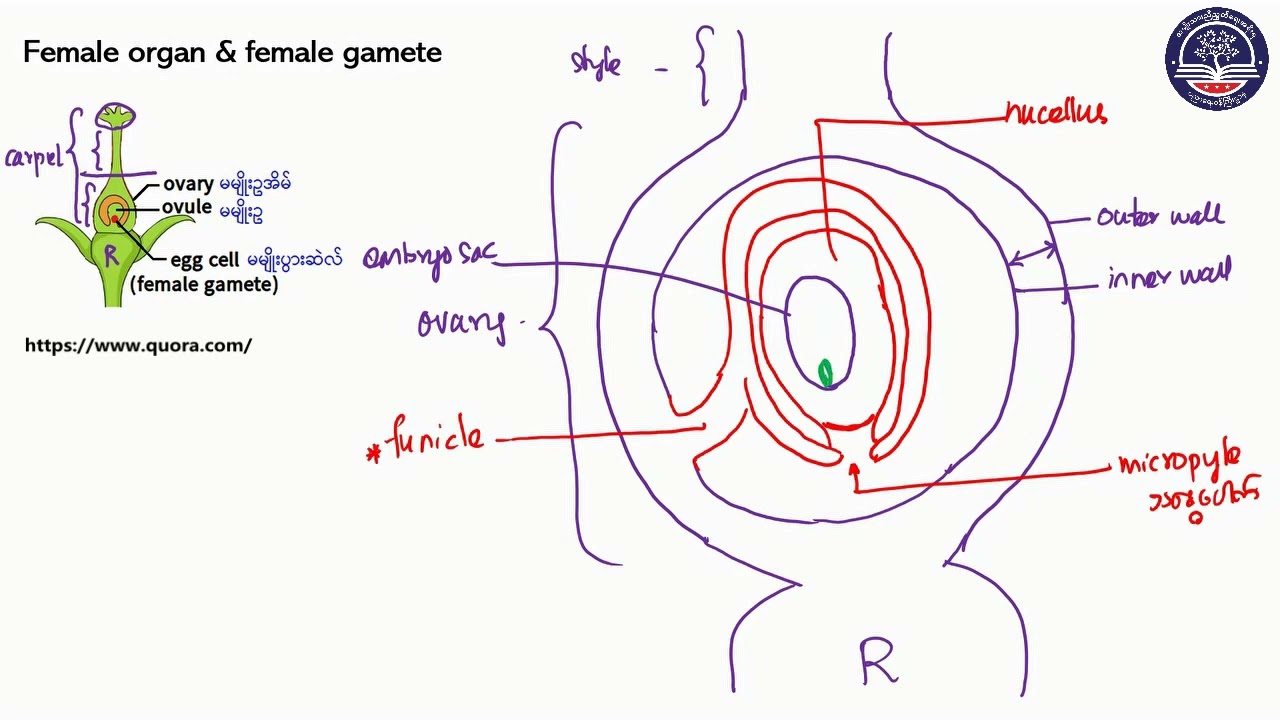 Grade 10 Biology, Chapter 5, Part3