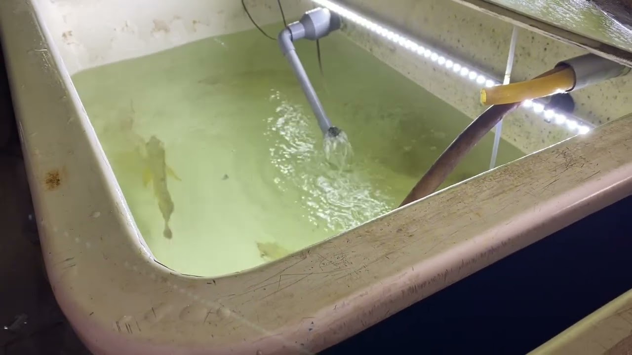 Sanctuary and Hatchery of Ikan Kelisa Emas @ Perak