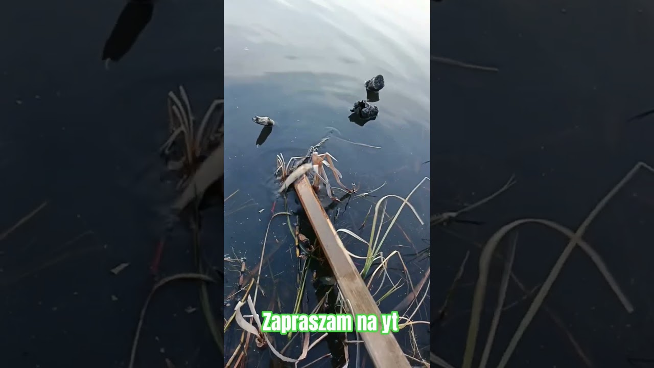 cmentarz na stawię wszystko zdechło 😭#youtubeshorts #fish #funny #shortvideo #shorts