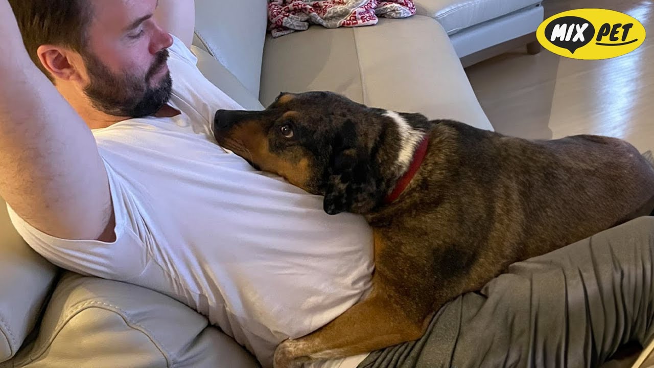 True Animal Love That Will Change Your Day ❤️😭 | Emotional Moments Compilation