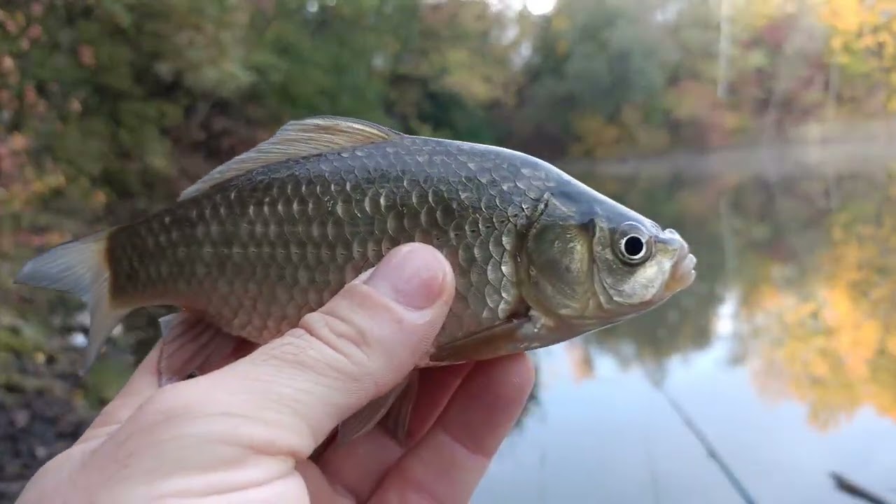 Ryby z niczyjej wody dzikie łowiska cz1 #outdoor #przyroda #ryby #nature #spławik