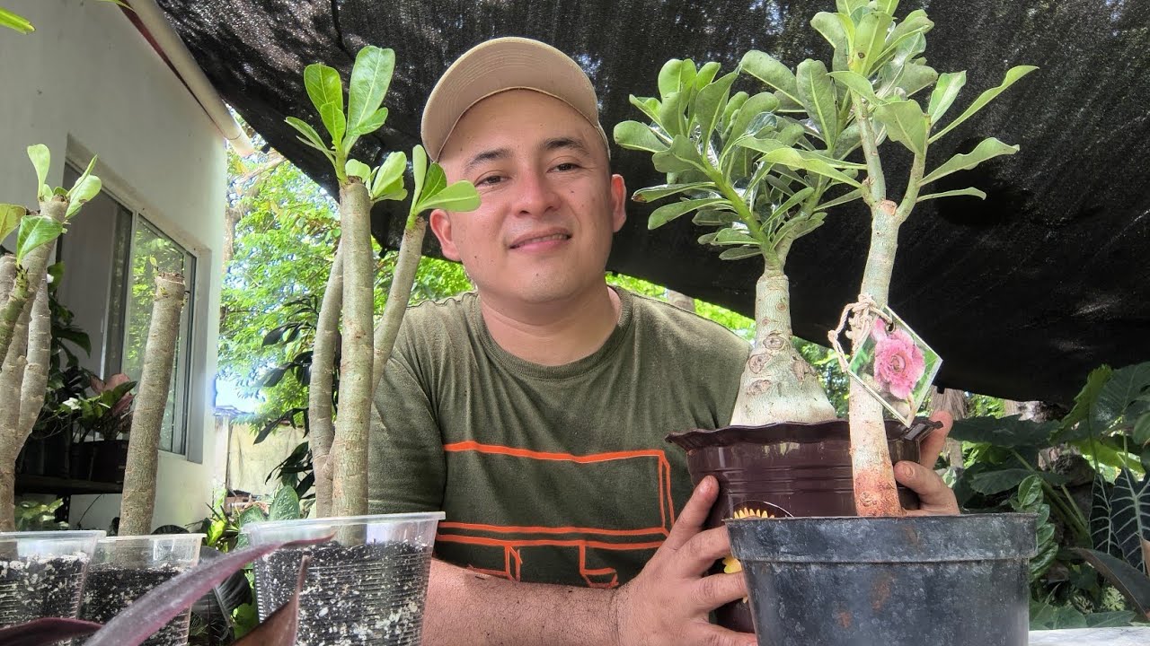 🌿Transplante de Adenium o flor del desierto 🪴