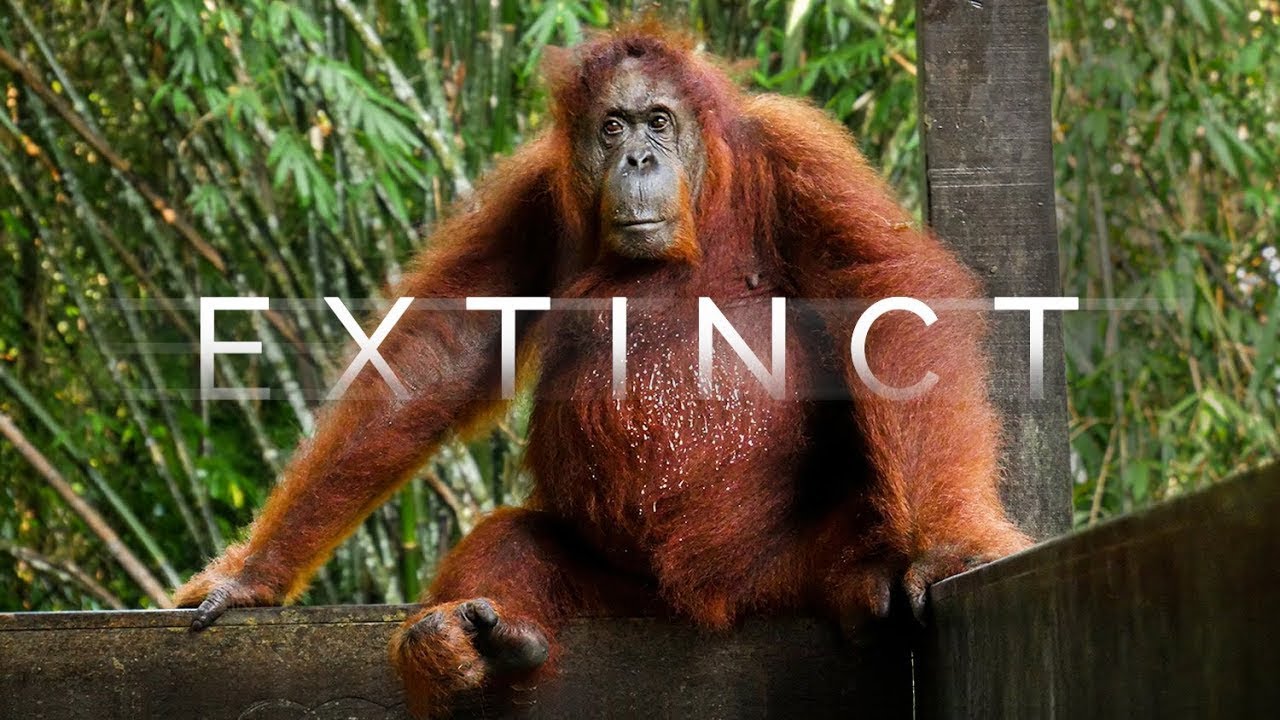 What happens if Orangutans go Extinct? - Borneo Travel Documentary