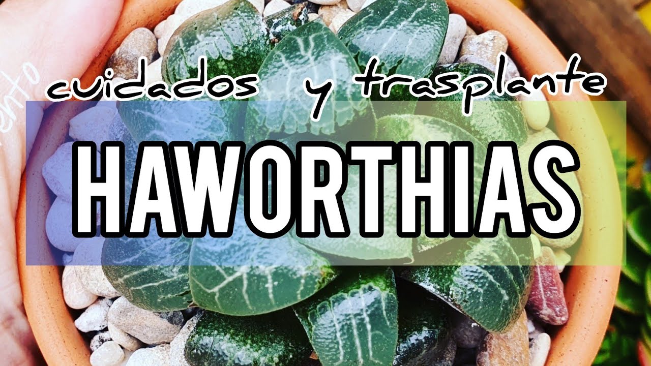 HAWORTHIA CYMBIFORMIS/CUIDADOS/TRASPLANTE/JARDÍN SUCULENTO