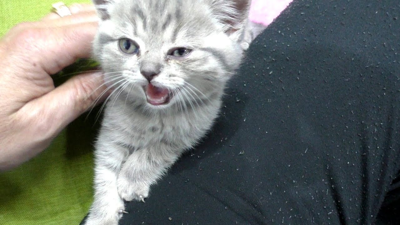 Котенок без мамы ищет ласку и думает что я его отец