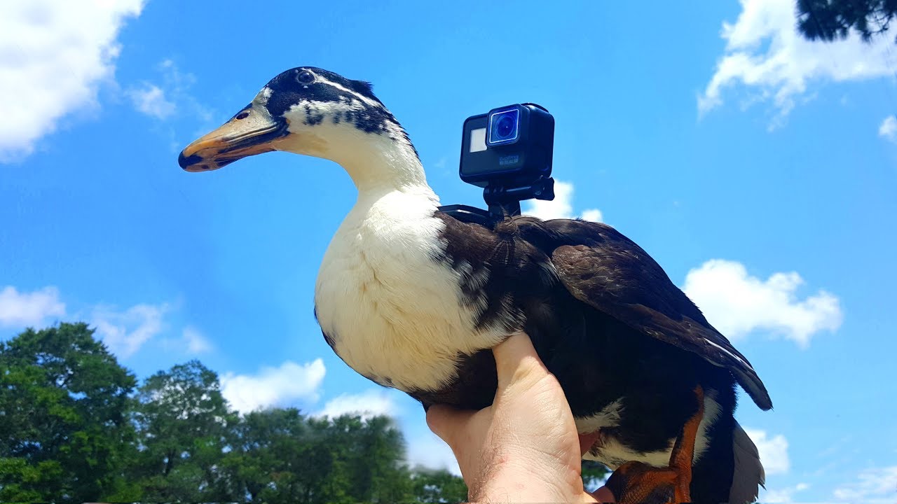 GOPRO on a Duck!