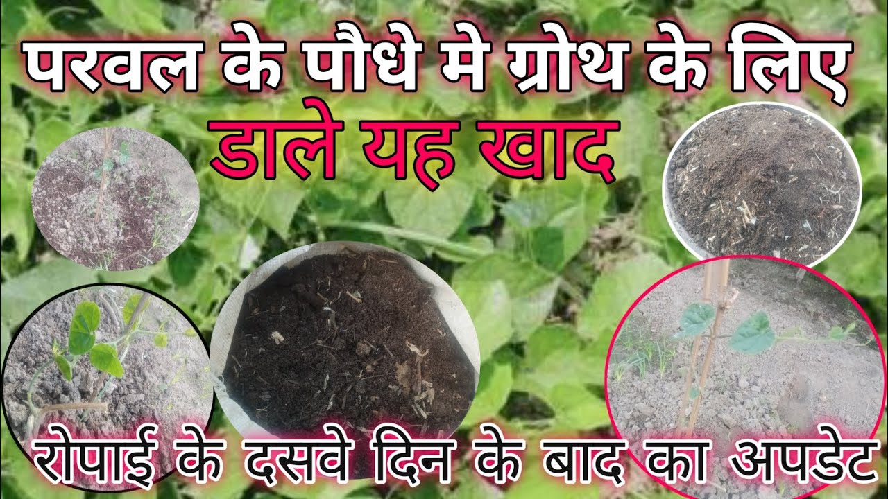 परवल के पौधे मे डाले इस खाद को फिर देखे इसका ग्रोथ l रोपाई के दसवे दिन का अपडेट l #khetikishani 