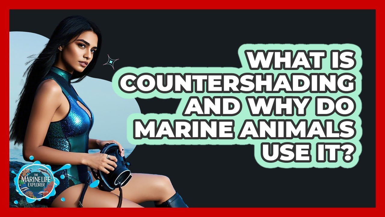 What Is Countershading And Why Do Marine Animals Use It? - The Marine Life Explorer