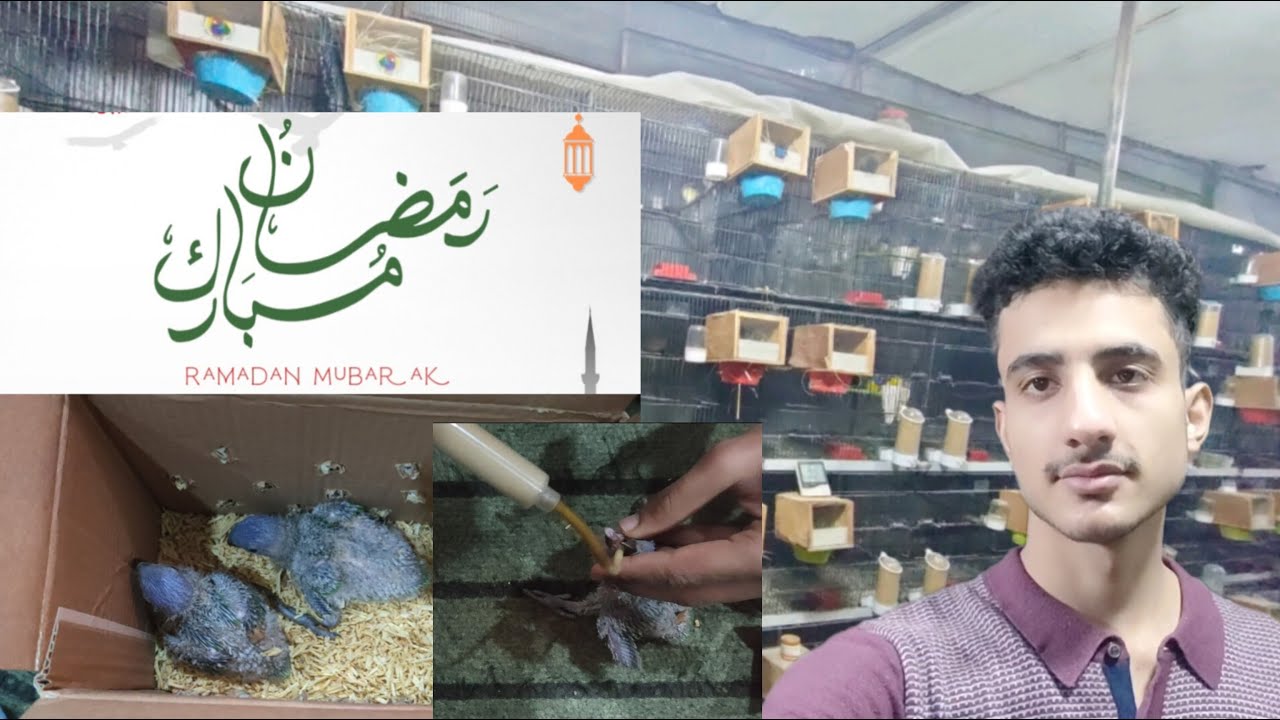 How to give handfeed to your baby birds||Ramadan karem first vlog||.