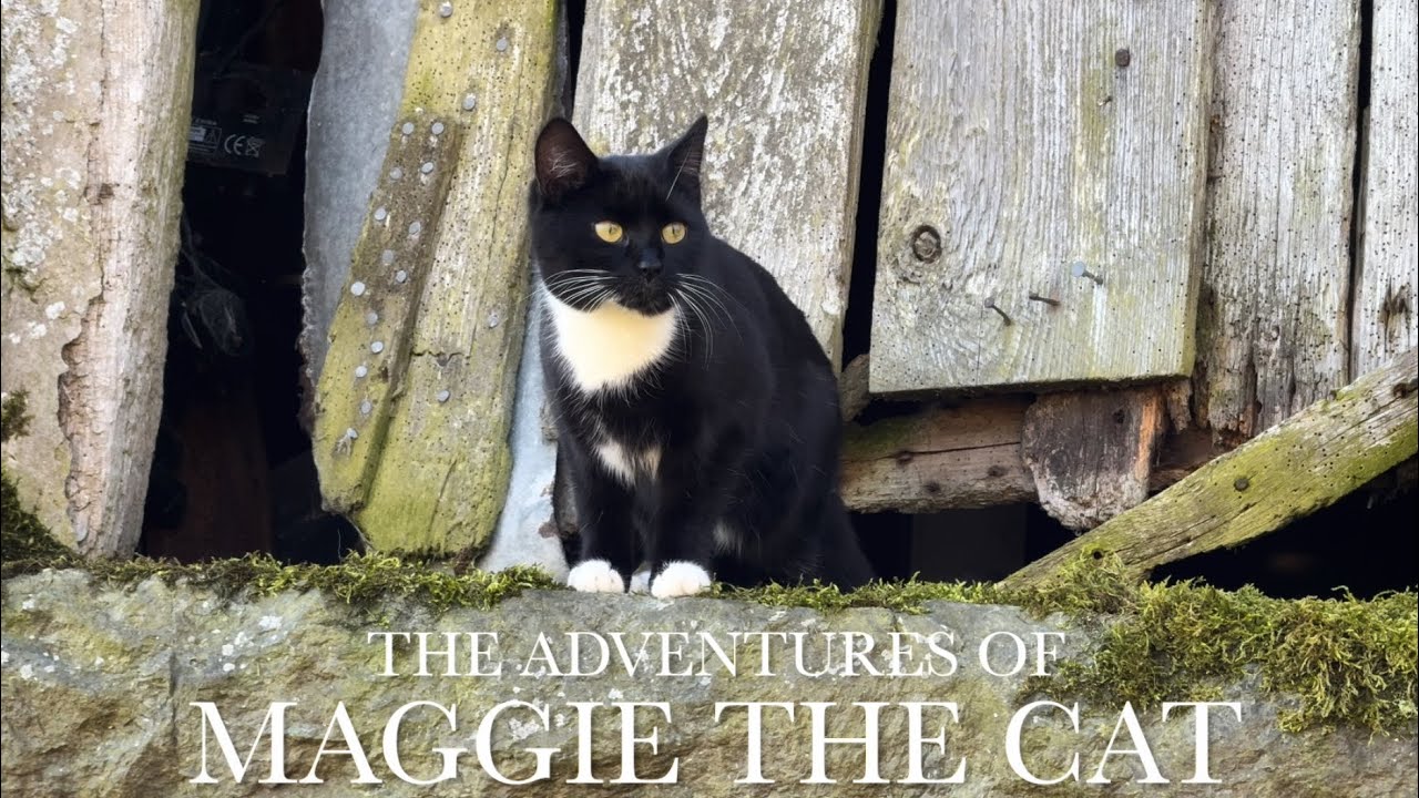 The Adventures Of Maggie The Cat