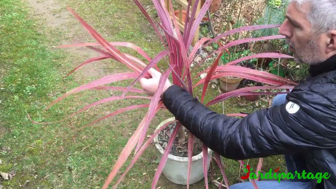 97 - Comment entretenir une cordyline en pot ?