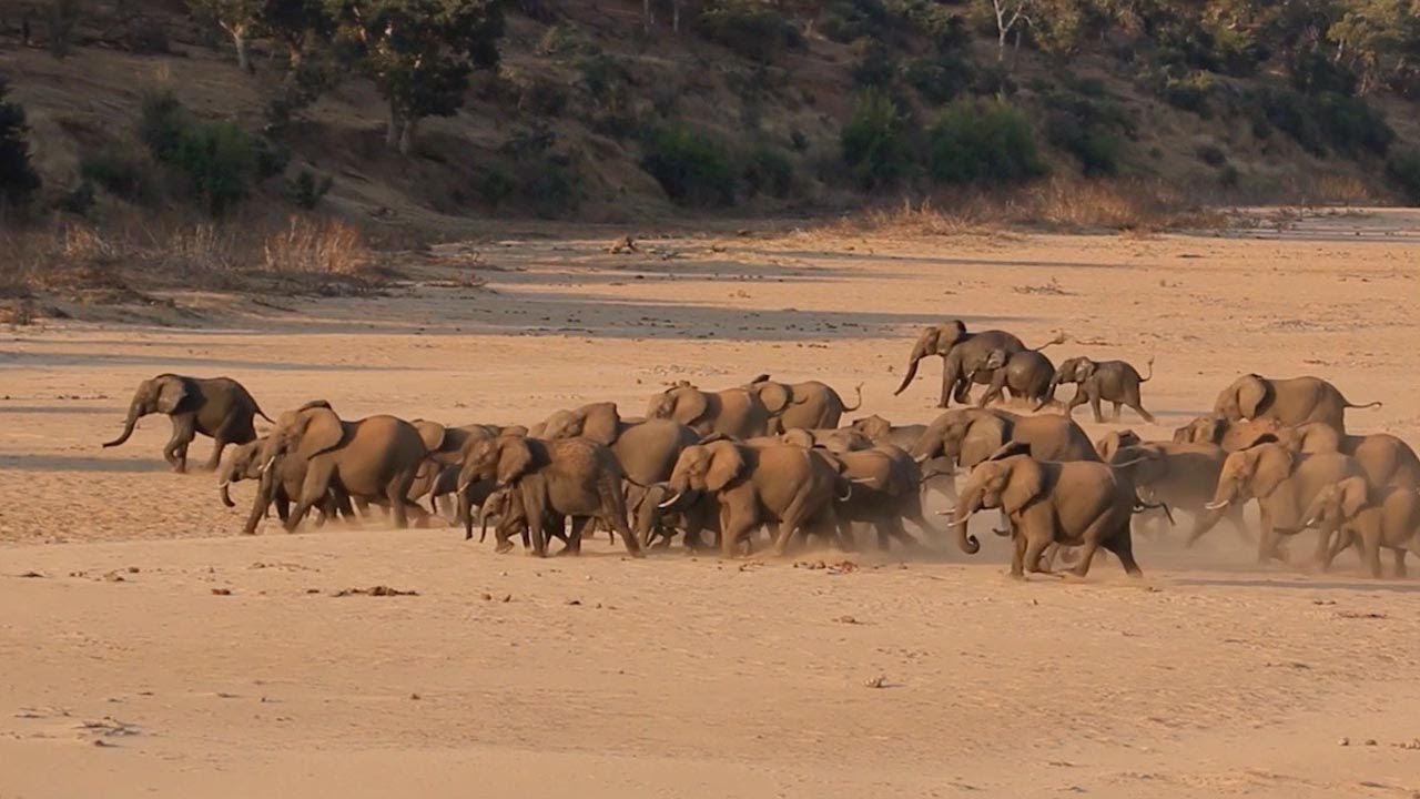 Huge Herd Of Elephants Running Together
