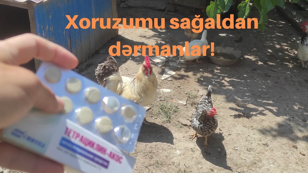 Xoruzumu sağaldan dərmanlar!