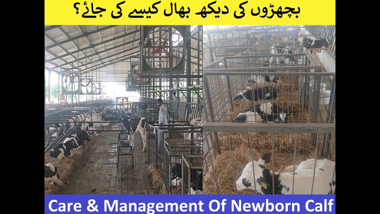 Care & Management of New Born Cow Calf at HRM - New born calf - Dr.Sajid
