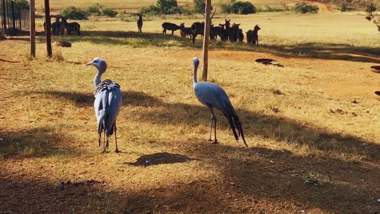 Explore Mlilwane in Eswatini