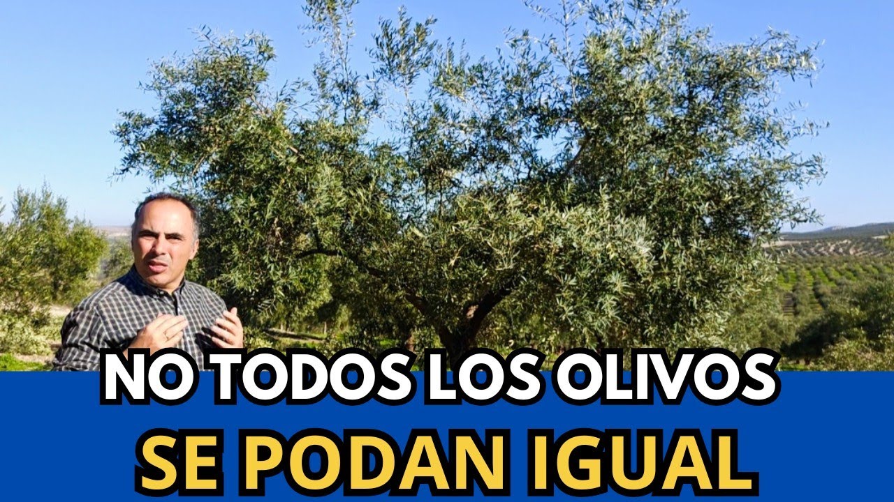 🟥 Poda del Olivo Según Variedad: 5 Ejemplos que Marcan la Diferencia