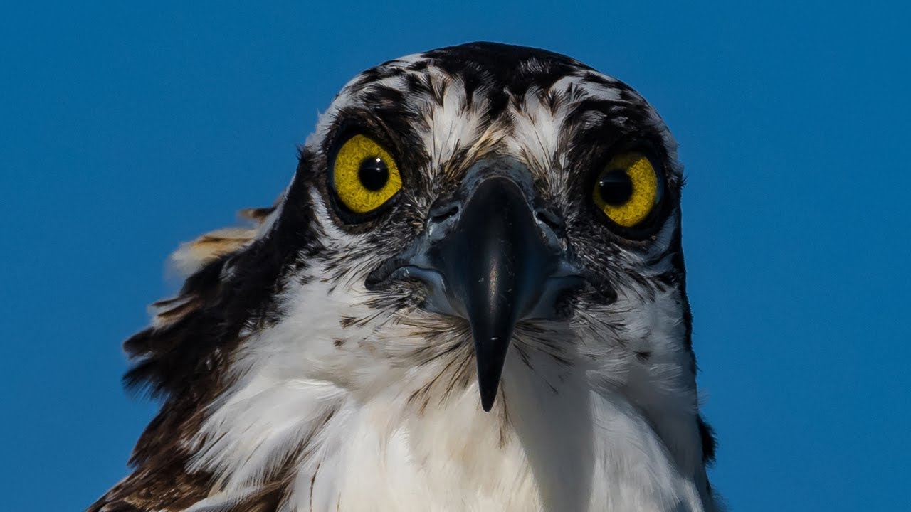 Nikon D850 VS D500 Using the Nikkor 200-500 - Osprey Feeding Frenzy