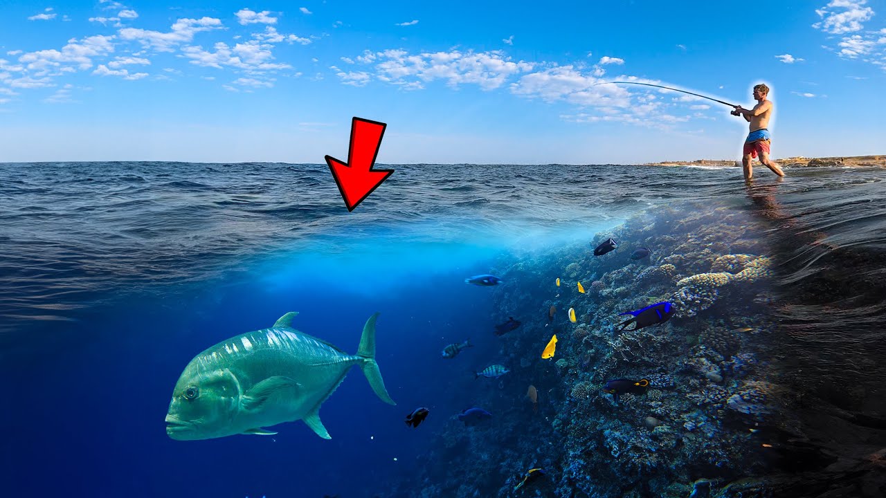 WELKE VISSEN LEVEN LANGS DIT 60METER DIEPE KORAALRIF?!🤔