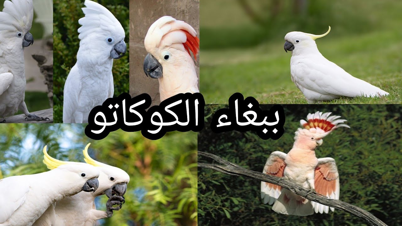 ببغاء الكوكاتو مع الأنواع ❤ معلومات مهمة 2020/4/12