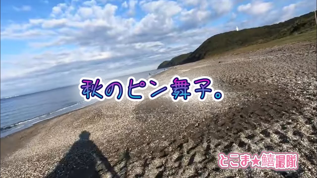 【シロギス投げ釣り　エギング　内房サーフ・堤防】2025/10/28　火曜日　この時期良型が釣れる定番のサーフと最近ドハマり中の🦑エギングをハーフ&ハーフで行ってきました。
