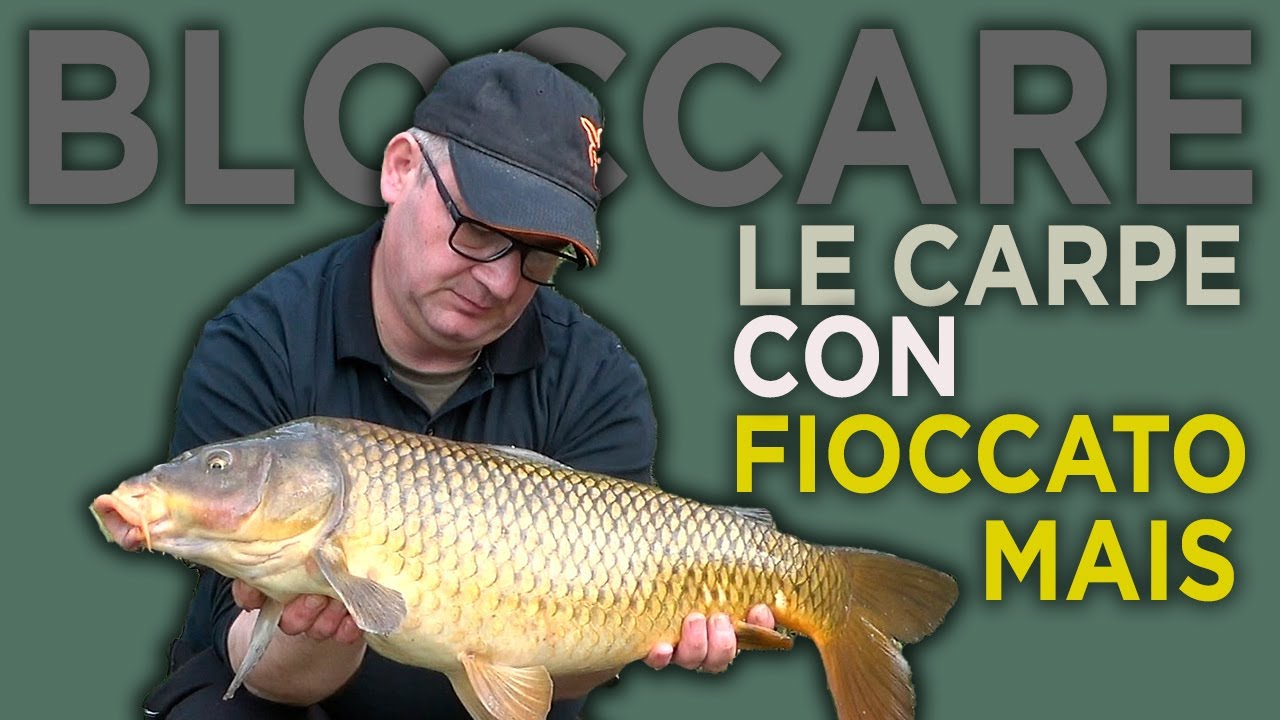 COME PESCARE  IN FIUME CON MAIS FIOCCATO BOILIES BLOCCARE LE CARPE NEI RETTILINI