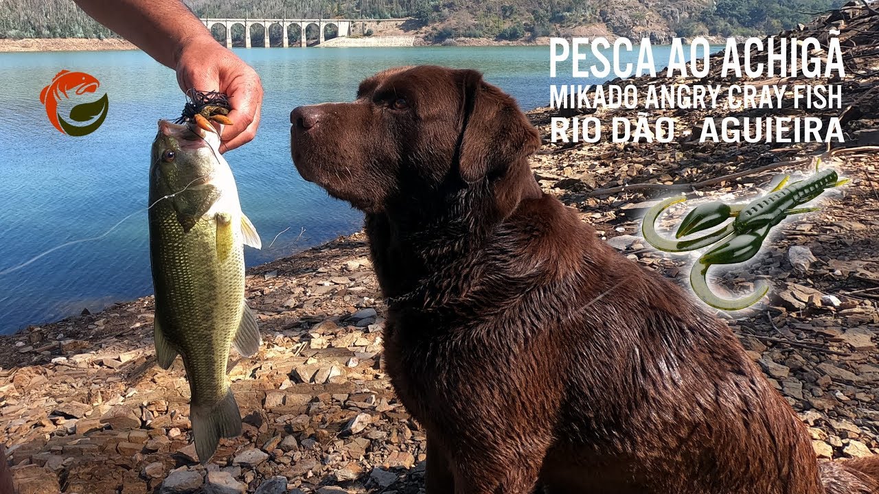 PESCA COM MIKADO ANGRY CRAY FISH