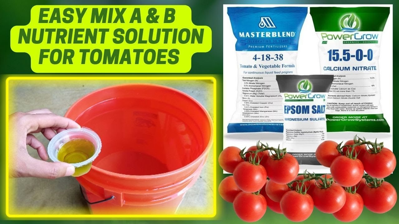 How To Mix Hydroponic Nutrient Solution For Tomato | Hydroponic Nutrient Solution | DIY Hydroponics