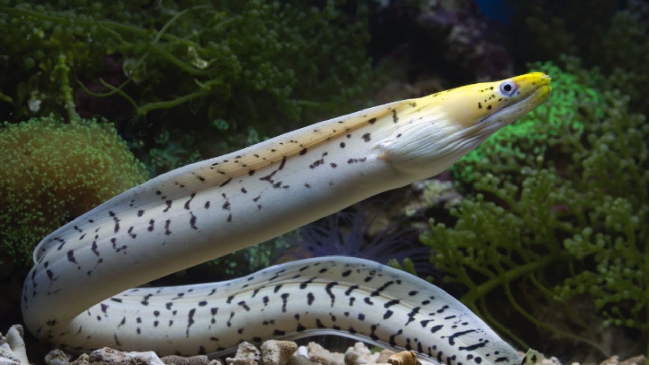 indian jiant eel | indian eel fish farming | giant freshwater eel | freshwater eel aquariums  | eel