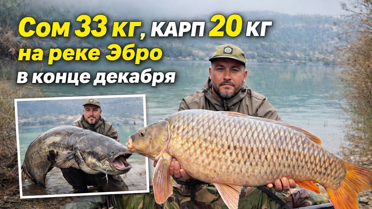 Сом 33 кг, карп 20 кг на реке Эбро в декабре 
