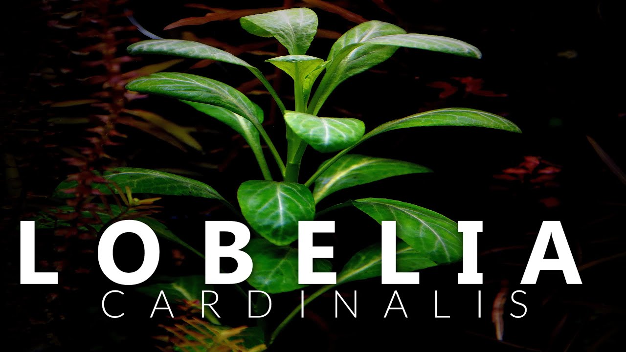 Lobelia Cardinalis Aquarium Plant