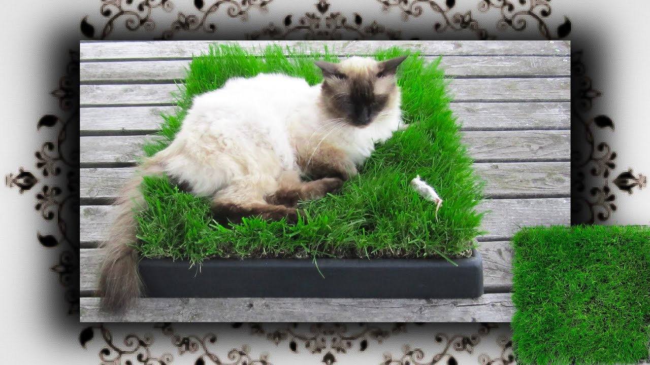 DIY 😻 Chill Out Zone aus Gras für Katzen | Cat grass place