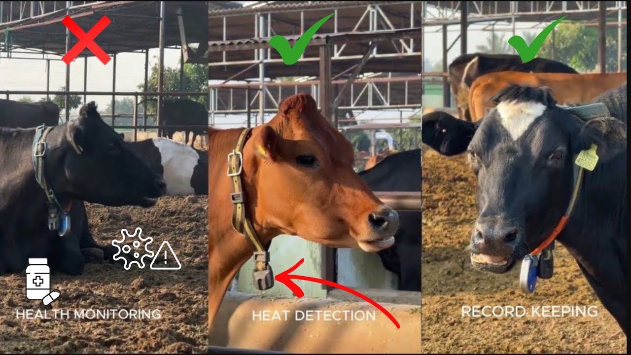 “Inside Our 1000-Cow Health & Heat Monitoring System | Savant Dairy Farm 🔥
