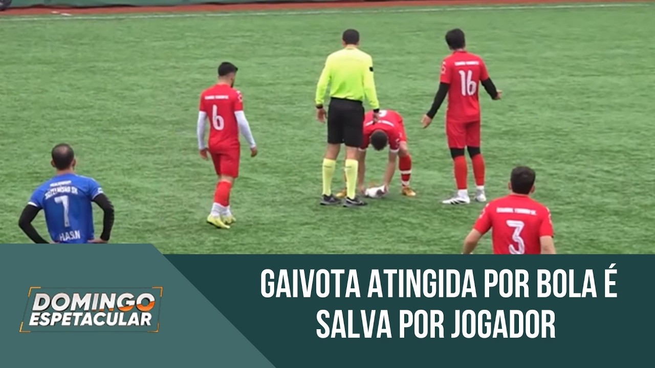 Gaivota atingida por ‘bolada’ é salva por jogador durante jogo de futebol | 'Domingo Espetacular'