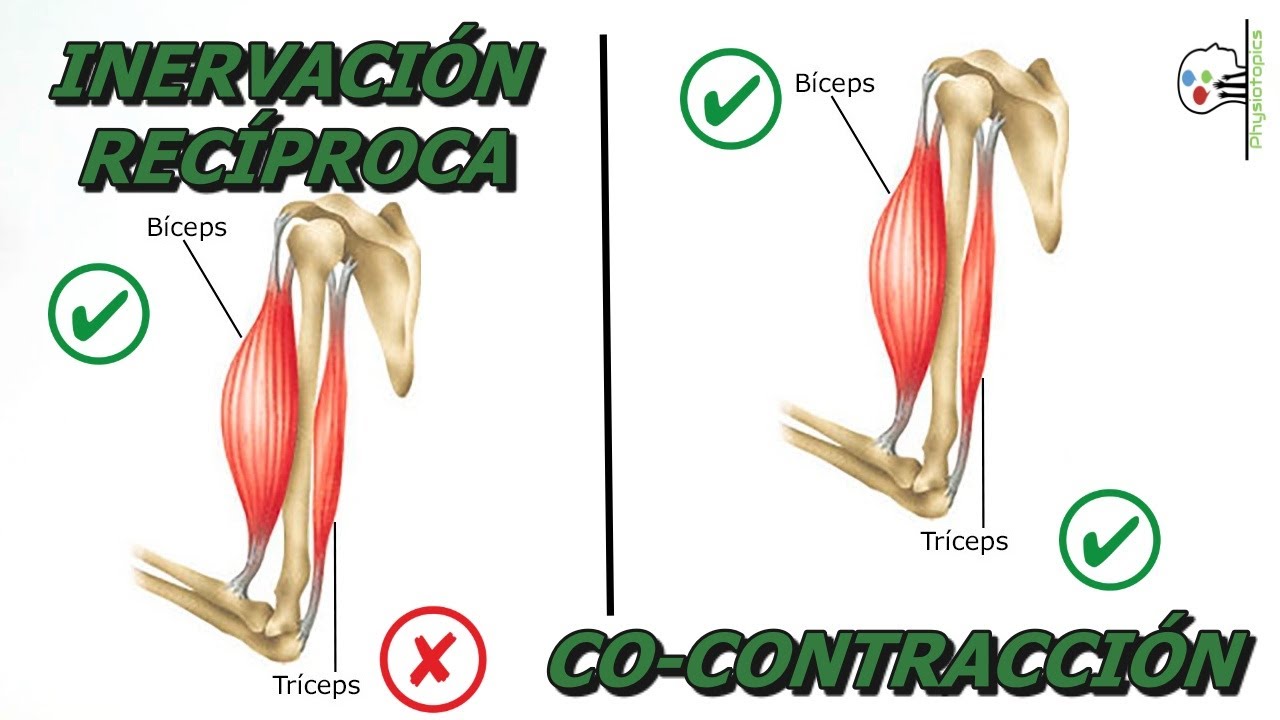 ¿Inervación Recíproca o Co-contracción? | Activación/inhibición muscular