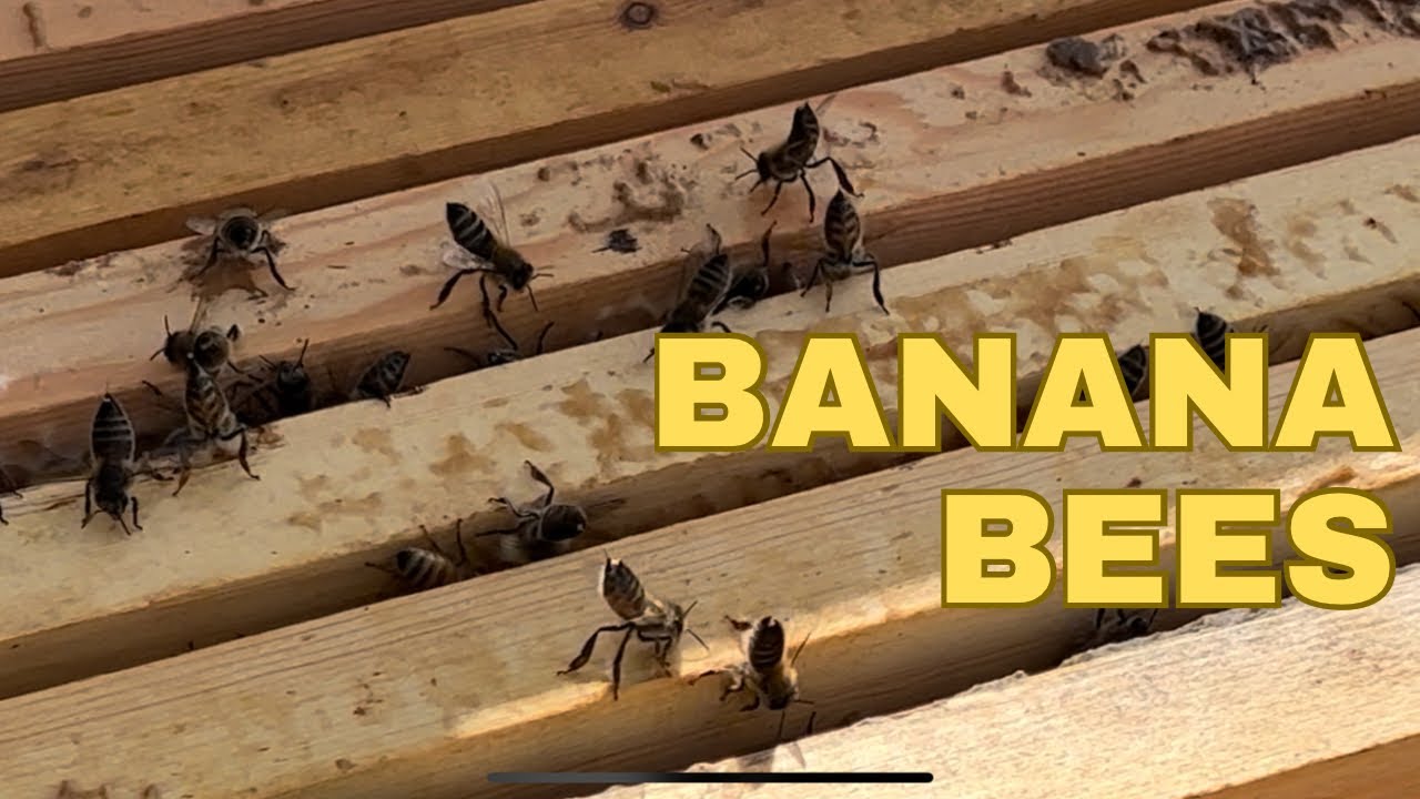 It’s Bananas! Testing Out a Bee-Complete Supplement | aussiebeekeeping #honeybees #bees