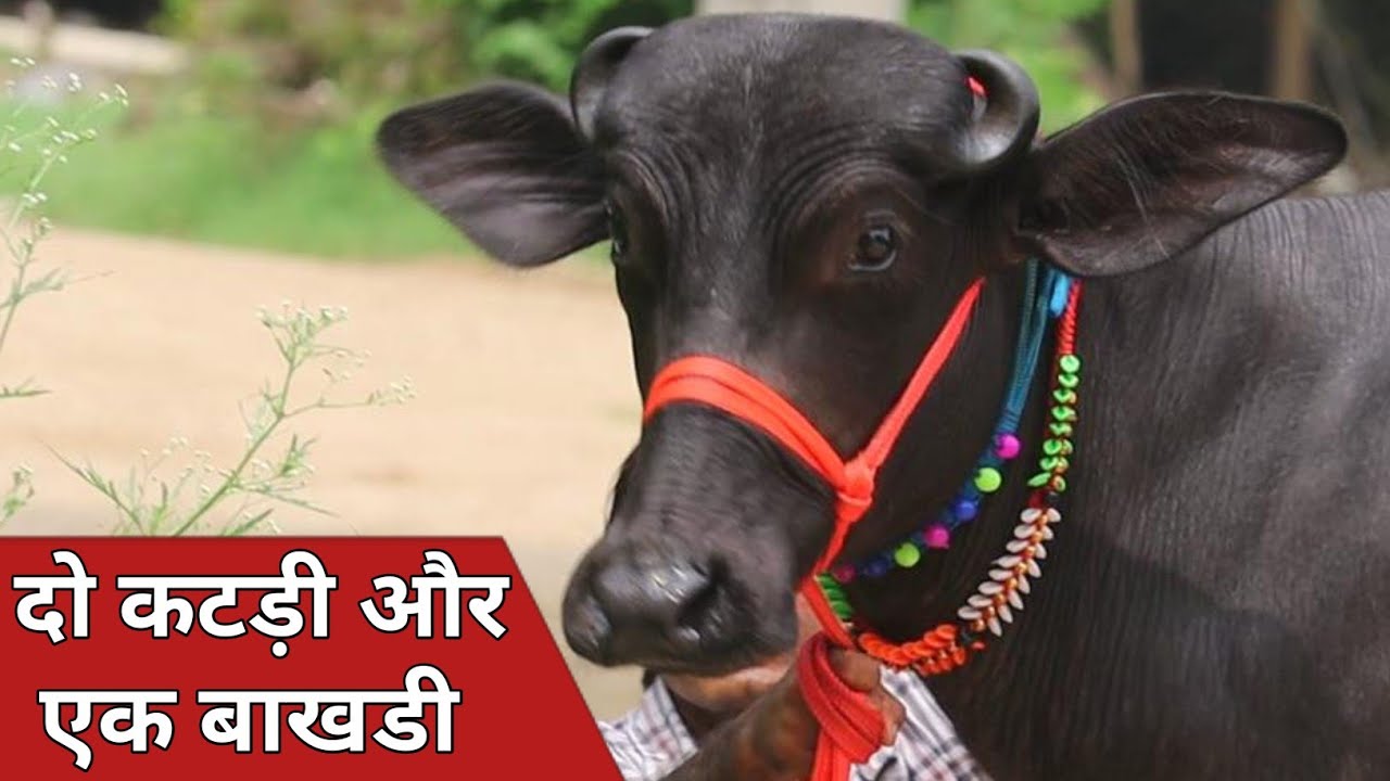 छोटे सींग की दो कटड़ी और बाखड़ी भैंस || एक ही जगह बिक्री के लिए उपलब्ध || Jiya Dairy Farm (9817376173)