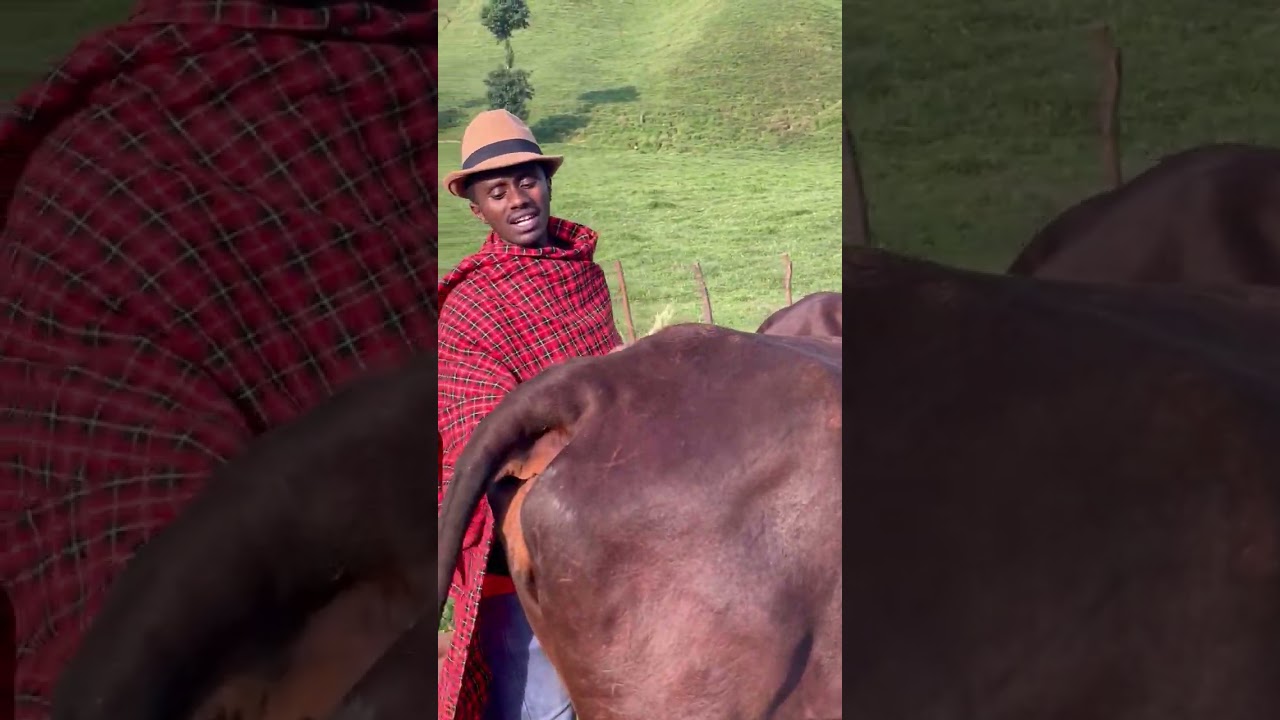 Igishengo cya musango: