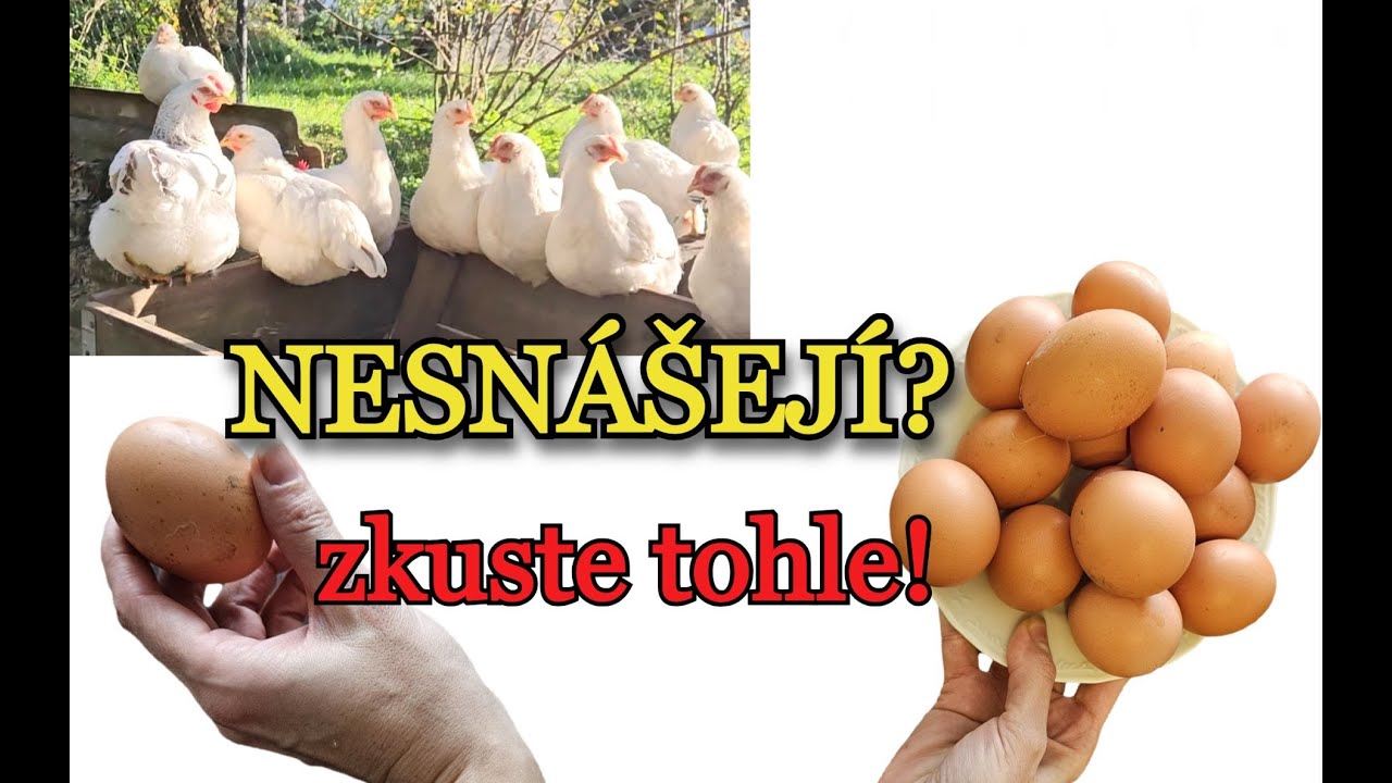 SLEPICE NESNÁŠEJÍ?  Návod na to, jak získat v zimě od 20 slepic za týden místo 1 vajíčka 15 vajec