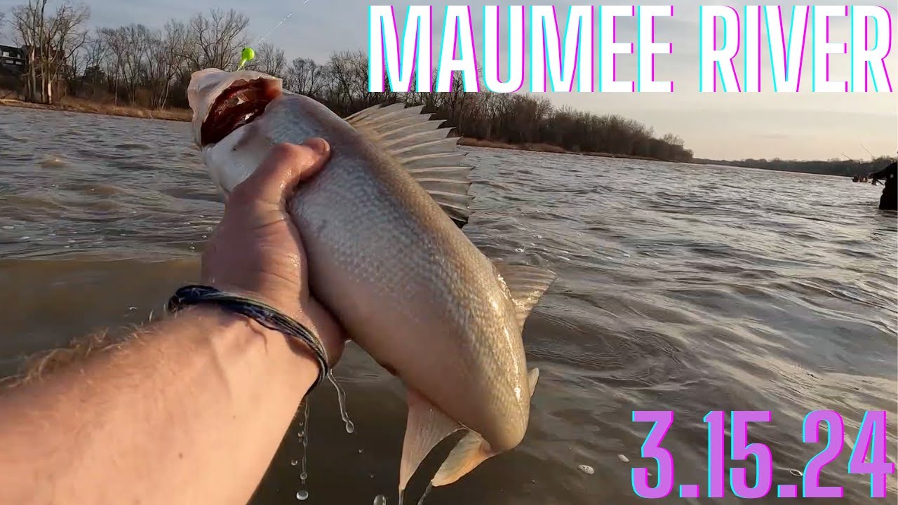 Walleye Run 2024 First Look (Maumee River)