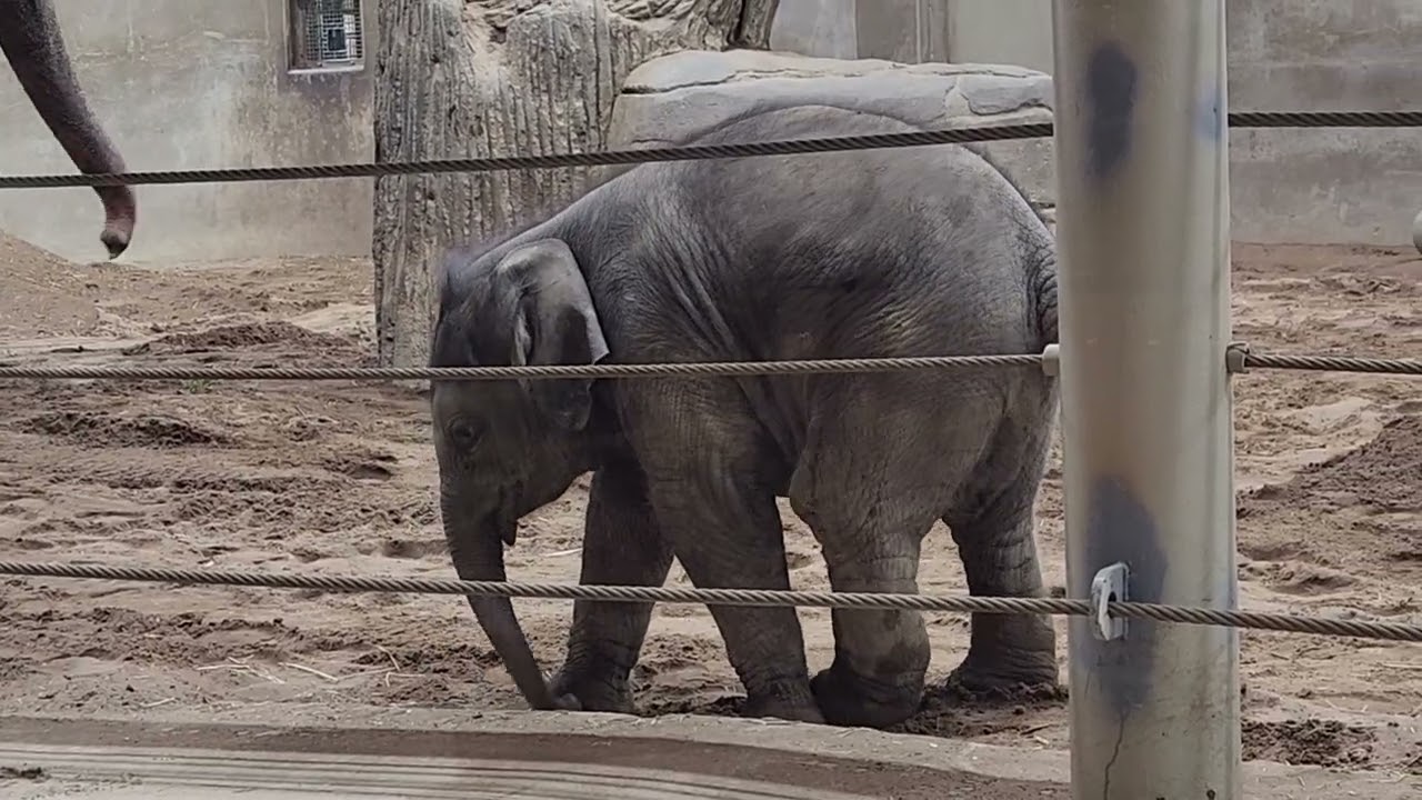 Baby Ollie trunk bumped by Sunny