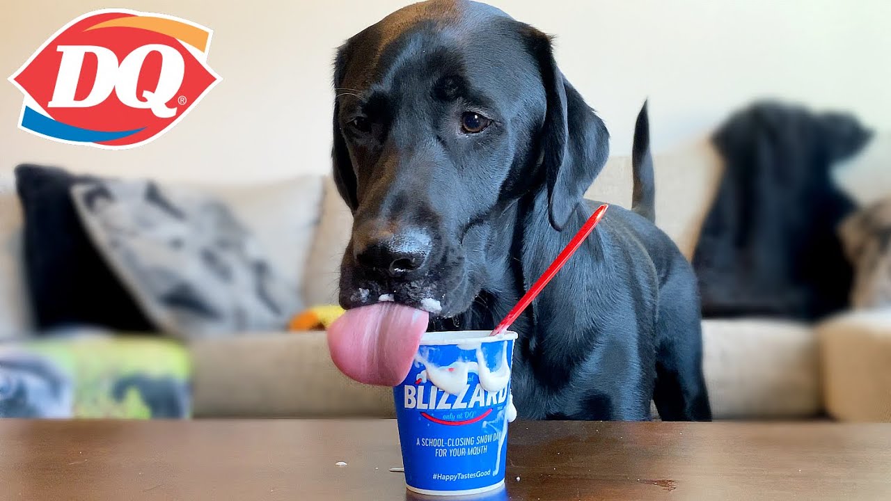 LABRADOR TRIES DAIRY QUEEN BLIZZARD FOR THE FIRST TIME!!